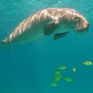 Dugong tours Coron